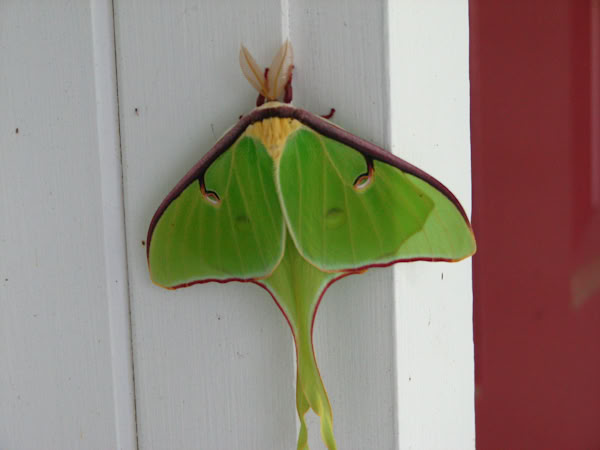 Luna moth