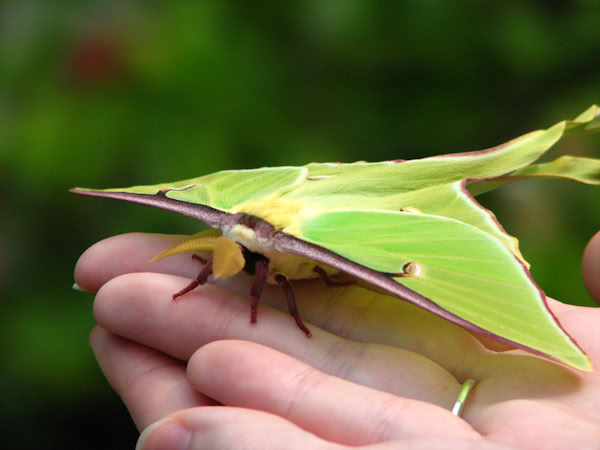 Luna moth on hands