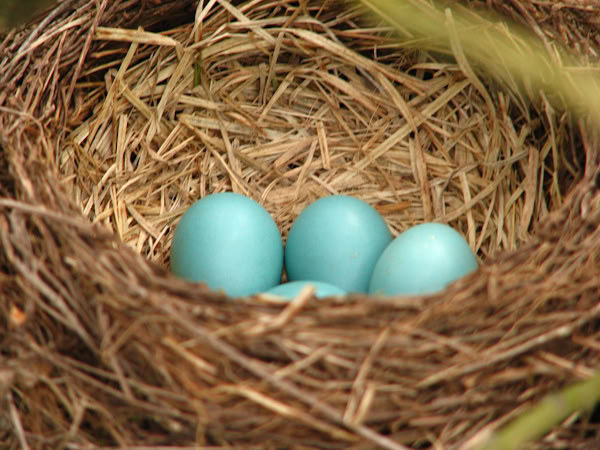 Nest with robin eggs